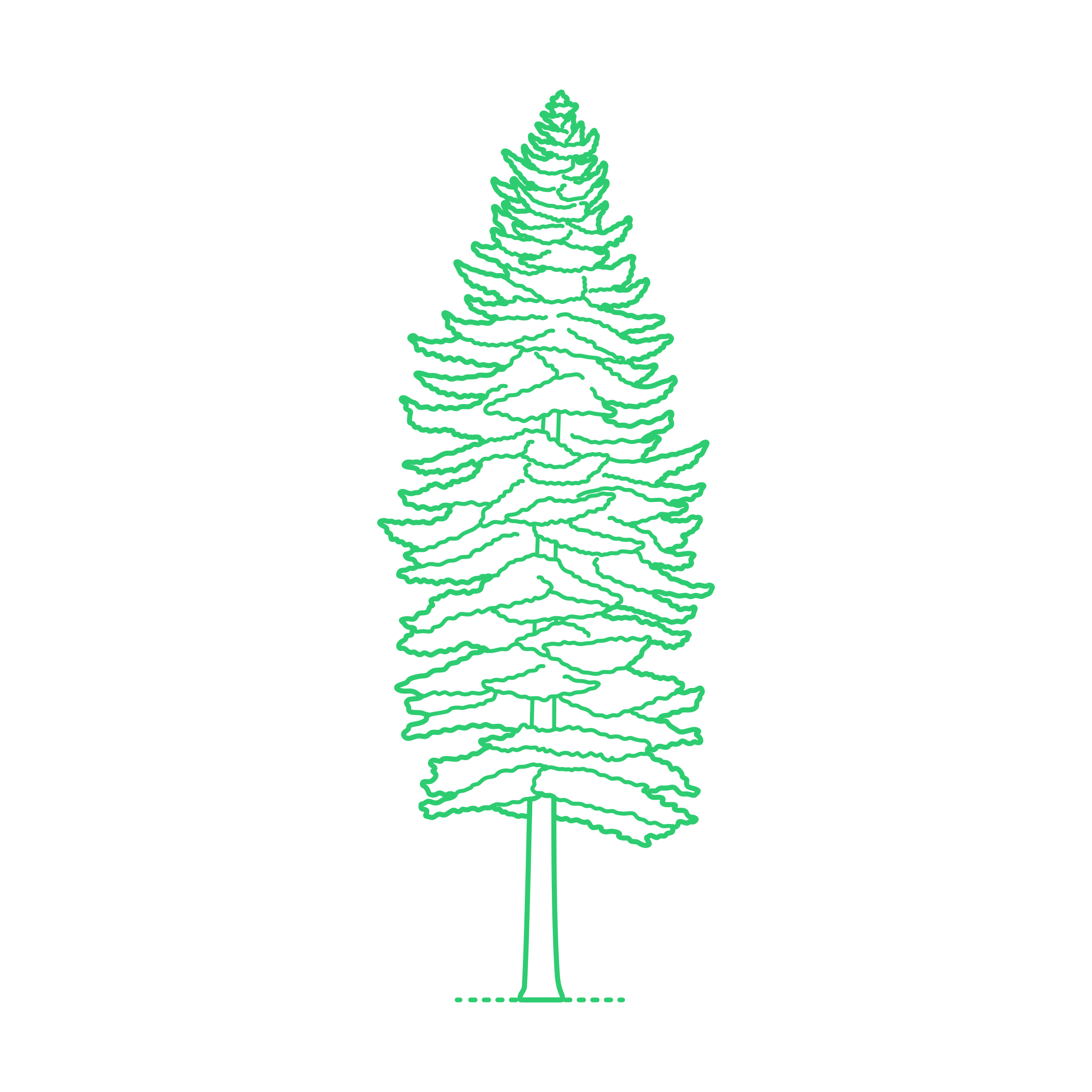 Plants Spruces Blue Spruce Digital Sketch Svg Design Free Vectors
